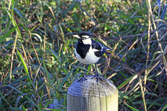 Magpie-lark