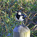 Magpie-lark