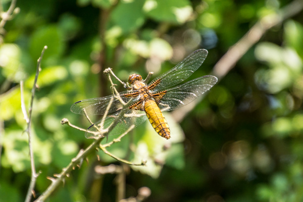 Broad-bodied Chaser - DSA 0471