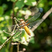 Broad-bodied Chaser - DSA 0471