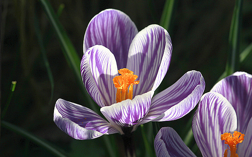 Crocus