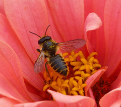 Abeille solitaire, une mégachile... (1)