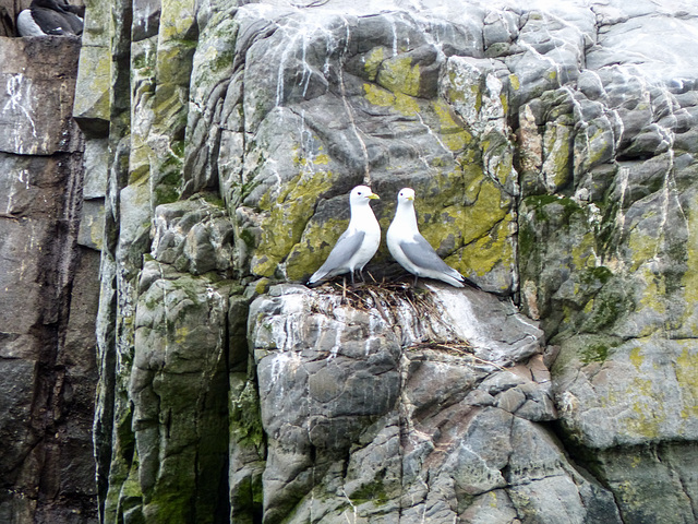 Day 11, Black-legged Kittiwakes