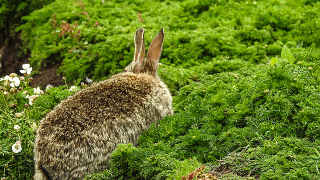 20190612 5122CPw [R~GB] Wildkaninchen, Skomer, Wales