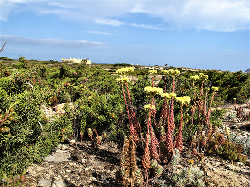 Morganheira das praias