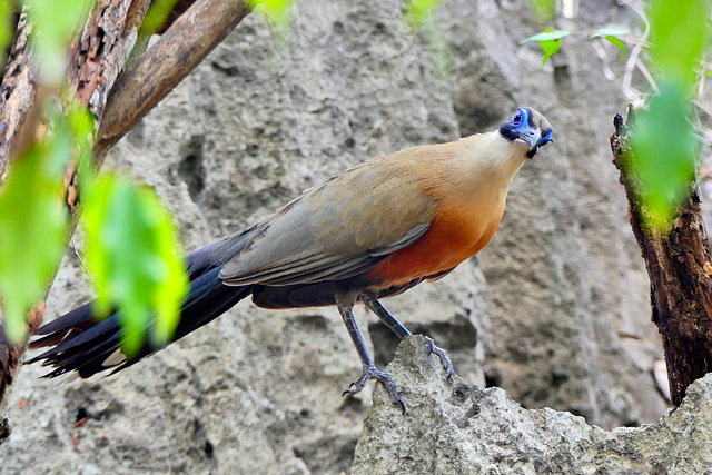 P1230817- Coua géant - Grands Tsingy de Bemaraha. 08 novembre 2019