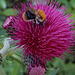 kleine Hummel auf Distel