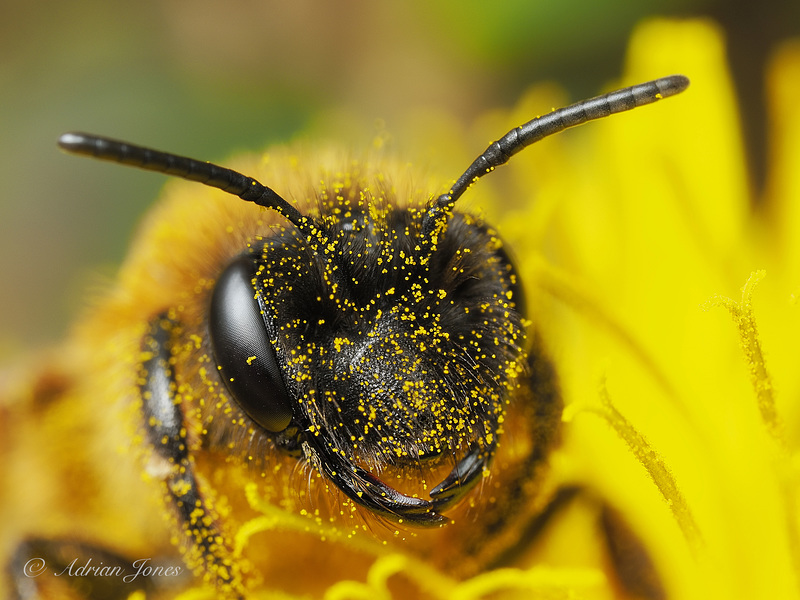 Solitary Bee