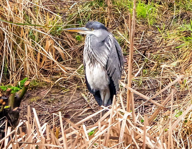 1heron