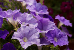 purple beauties purple beauties