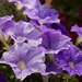 purple beauties purple beauties