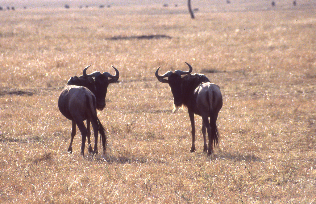 Wildebeest