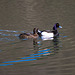 Tufted Duck (pair)