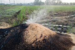 Burning rice husks