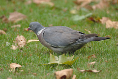 PigeonEF7A9328