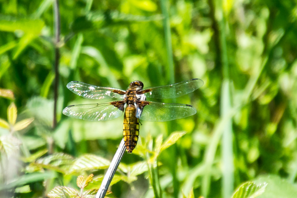 Broad-bodied Chaser - DSA 0478