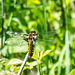 Broad-bodied Chaser - DSA 0478