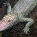 Alligator albinos du Mississippi