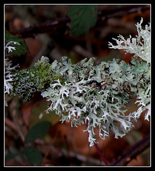 Physconia distorta -Evernia prunastri- Parmelia sulcata