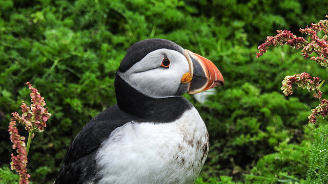 20190612 5123CPw [R~GB] Papageitaucher, Skomer, Wales