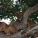 Uganda, Lions Climbing Trees