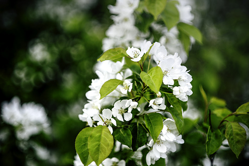 white and green