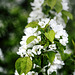 white and green