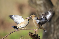 Grosbec casse-noyaux (Coccothraustes coccothraustes) - Oiseaux de Toscane - Photo : Assianir (2014) - Creative Commons Attribution - Share Alike 4.0 International.