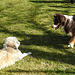 20220312 0343CPw [D~MI] Yoshi, Hundewiese, Hille