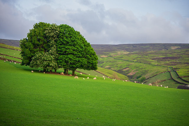 Moorfield Trees