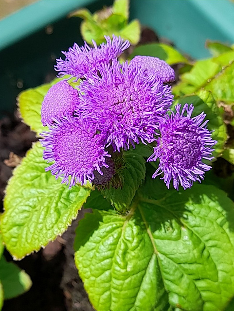 Jolies fleurs sur mon balcon*************Ageratum du Mexique*****