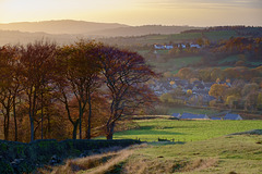 Moorside trees late afternoon in Autumn