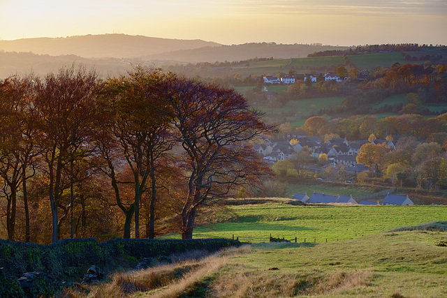 Moorside trees late afternoon in Autumn