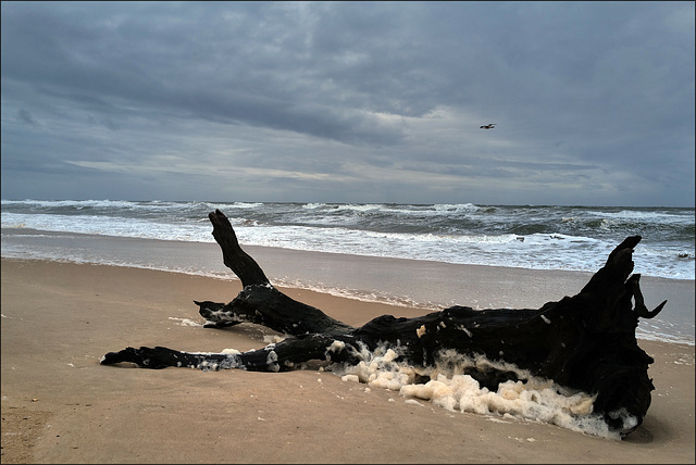 Monte Gordo, Storm aftermath, but when dry will make a bench, HBM !