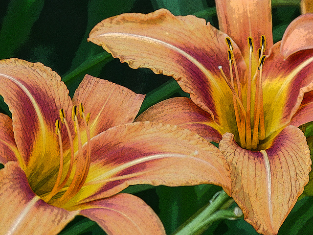 Vibrant Lilies