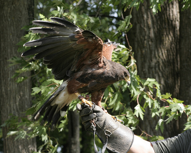 Buse de Harris / Harris's hawk