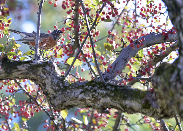 birdwithberries