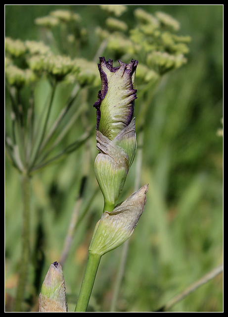 Kreis Gwenn