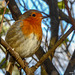 Robin sunning himself