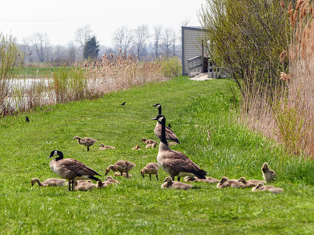 Day 3 afternoon, Canada Geese, Hillman Marsh