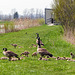 Day 3 afternoon, Canada Geese, Hillman Marsh
