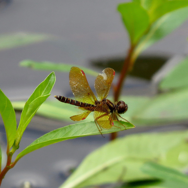 Eastern amberwing dragonfly
