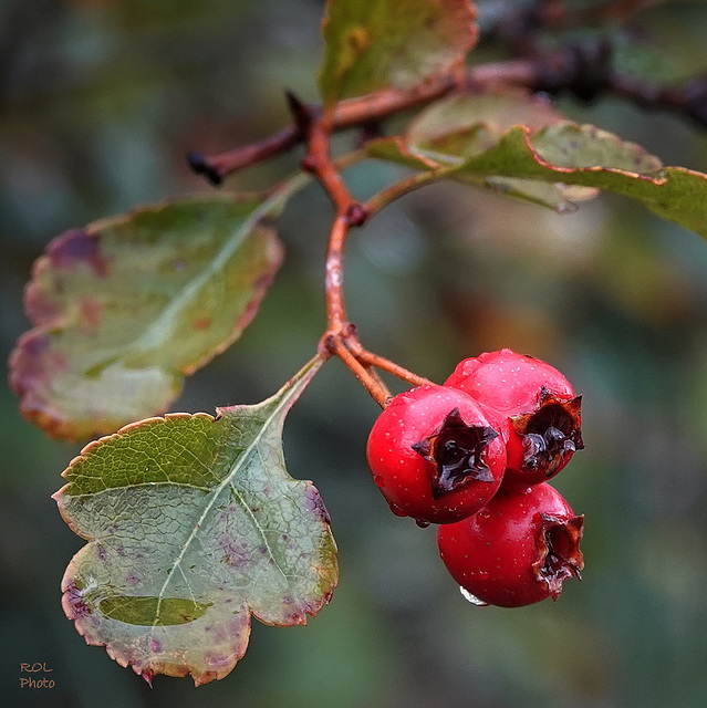 aujourd'hui 09/10/2019, Cénelles sous la pluie..