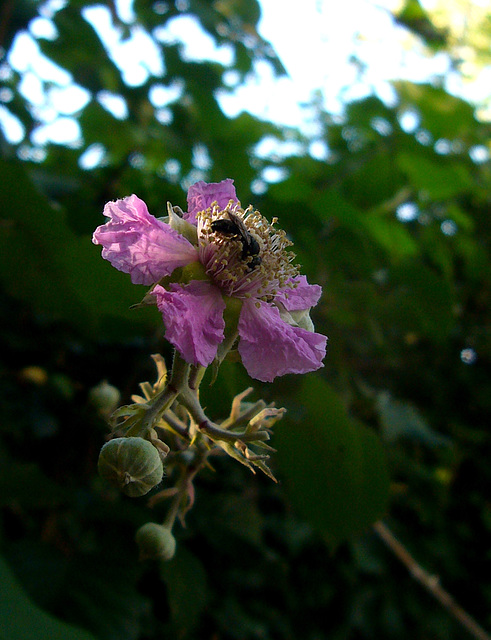 in the evening light