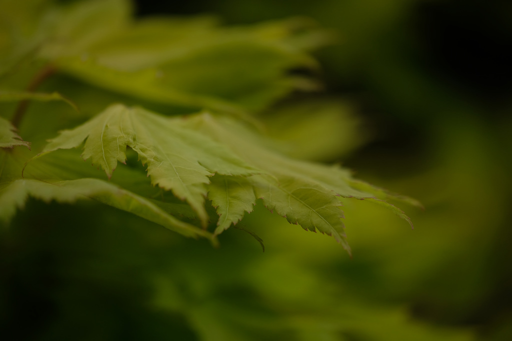DSCF8964