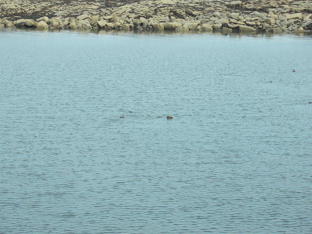 shs - "cuddy ducks"