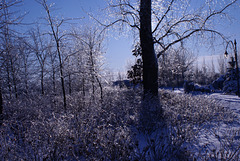 cold/froid