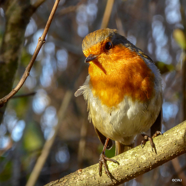 Robin sunning himself