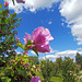 Rose-of-Sharon (Hibiscus syriacus)