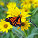 Monarch on wild sunflower